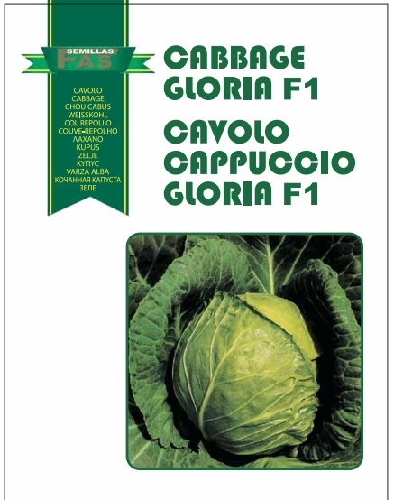 CAVOLO CAPPUCCIO GLORIA F.1 HYBRD 10.000 SEMI